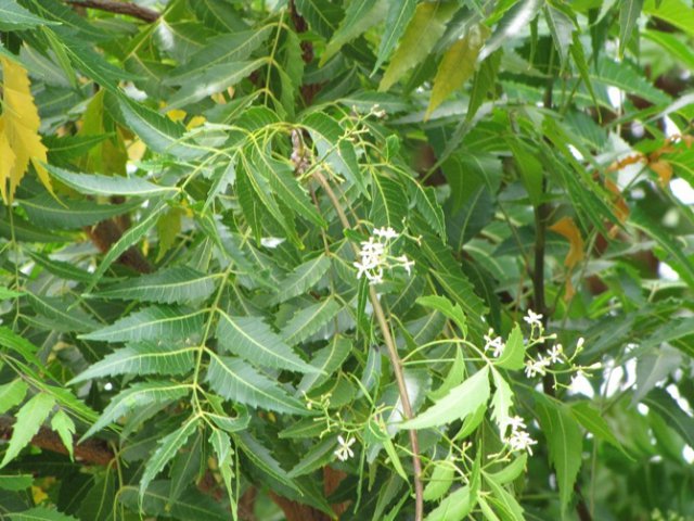 neem0